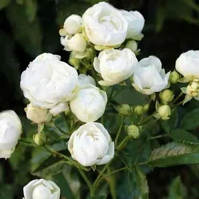 Саженцы роз УАЙТ МОРСДАГ полиантовая в Чите