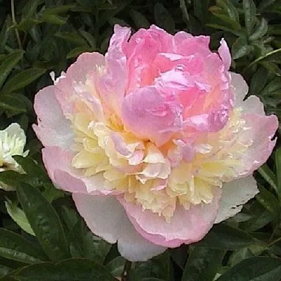 Пион РАСБЕРРИ САНДЕЙ травянистый  Пион РАСБЕРРИ САНДЕЙ травянистый в Чите