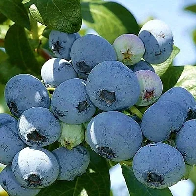 Голубика НУИ в Чите