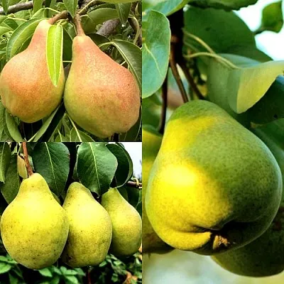 Комплект НАСТОЯЩИЙ ВОСТОРГ в Чите