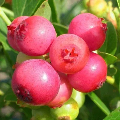 Голубика ПИНК ЛИМОНАД  Голубика ПИНК ЛИМОНАД в Чите