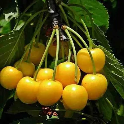 Черешня ЧЕРМАШНАЯ  Черешня ЧЕРМАШНАЯ в Чите