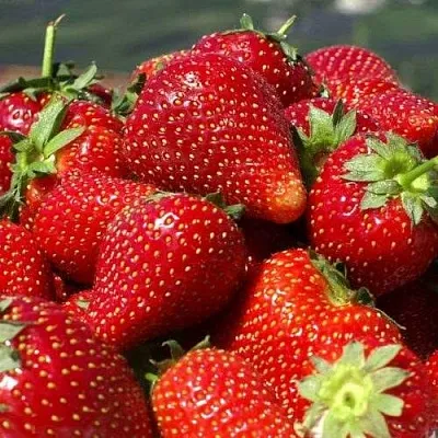 Клубника ПИРЧИНКЬЮ  Клубника ПИРЧИНКЬЮ в Чите