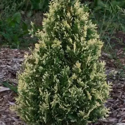 Туя БРАБАНТ ВАРИЕГАТТА западная — описание сорта Туя БРАБАНТ ВАРИЕГАТТА западная в Чите