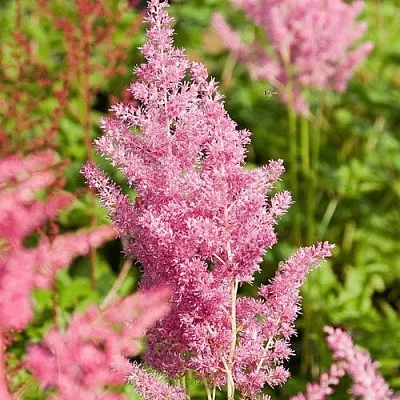 Астильба РЕЙНЛЕНД японская  Астильба РЕЙНЛЕНД японская в Чите