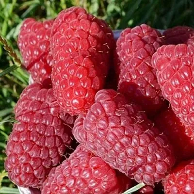 Малина САМОСВАЛ в Чите