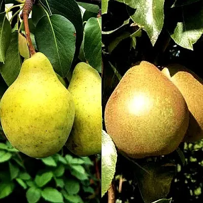 Комплект ДУЭТ в Чите