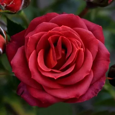 Саженцы роз ЧОКОЧИНО спрей  Саженцы роз ЧОКОЧИНО спрей в Чите