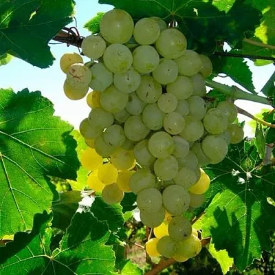 Виноград КИШМИШ МУСКАТНЫЙ  Виноград КИШМИШ МУСКАТНЫЙ в Чите