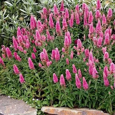 Вероника РОЗЕА колосковая  Вероника РОЗЕА колосковая в Чите