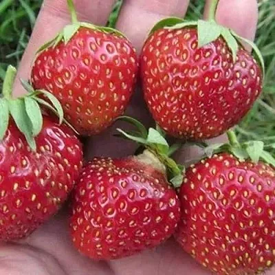 Клубника ВИМА ЗАНТА  Клубника ВИМА ЗАНТА в Чите