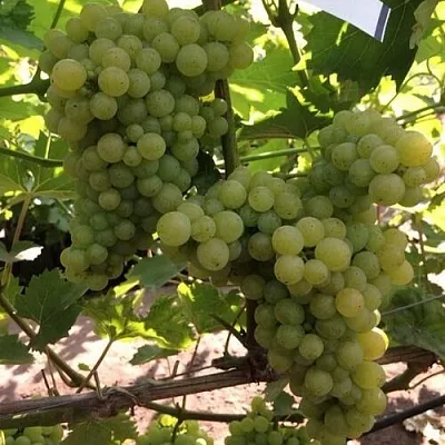 Виноград КИШМИШ 311 в Чите