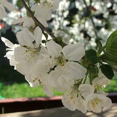 Вишня УМБРАКУЛИФЕРА  Вишня УМБРАКУЛИФЕРА в Чите