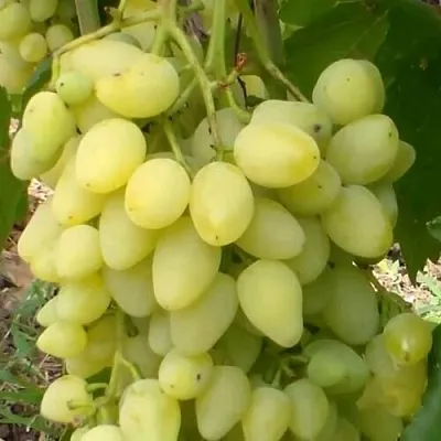 Виноград ЗАРНИЦА в Чите
