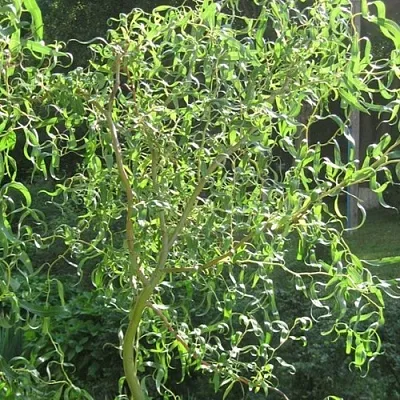 Ива МАТСУДАНА в Чите