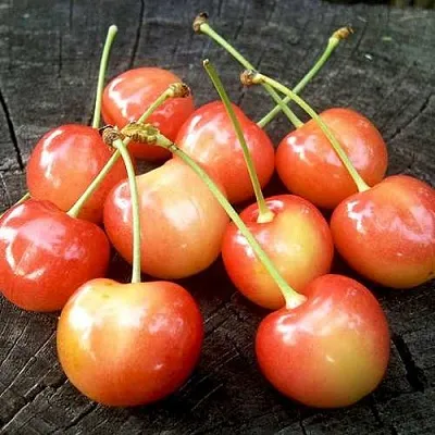 Черешня ЮЛИЯ  Черешня ЮЛИЯ в Чите