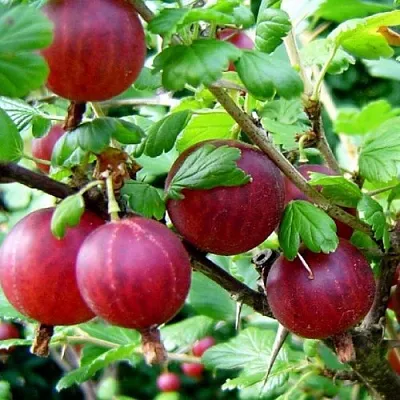 Крыжовник КОНСУЛ  Крыжовник КОНСУЛ в Чите