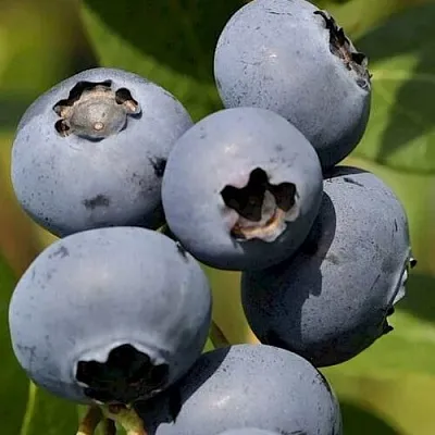 Голубика ЧАНДЛЕР  Голубика ЧАНДЛЕР в Чите