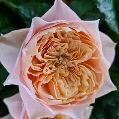 Саженцы роз ВУВУЗЕЛА РОМАНТИК чайно-гибридная в Чите