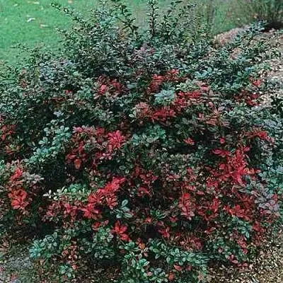 Барбарис РЕД ДЖЕВЕЛ средний   Барбарис РЕД ДЖЕВЕЛ средний  в Чите