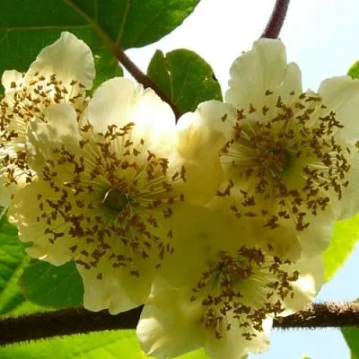 Актинидия АТЛАС (МУЖСКОЙ)  Актинидия АТЛАС (МУЖСКОЙ) в Чите