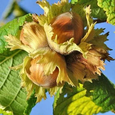 Фундук ТОНДА РОМАНА в Чите