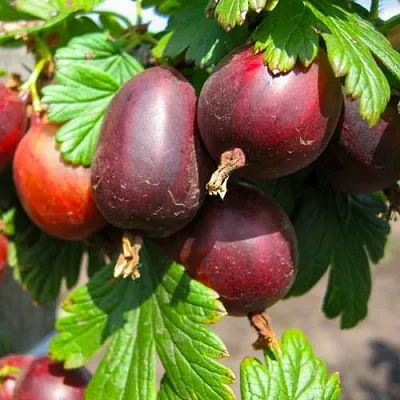 Крыжовник ЧЕРНОСЛИВОВЫЙ  Крыжовник ЧЕРНОСЛИВОВЫЙ в Чите