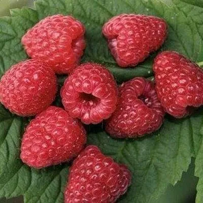 Малина ЗЮГАНА  Малина ЗЮГАНА в Чите