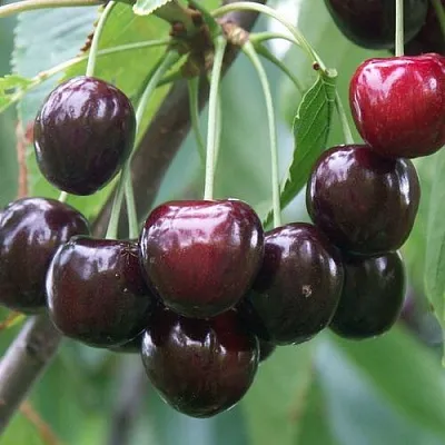 Черешня ЛЮБИМИЦА АСТАХОВА  Черешня ЛЮБИМИЦА АСТАХОВА в Чите