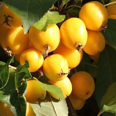 Яблоня ГОЛДЕН ХОРНЕТ декоративная  Яблоня ГОЛДЕН ХОРНЕТ декоративная в Чите