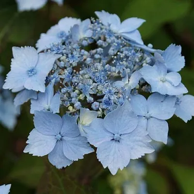 Гортензия БЛЮ ДЕКЛ пильчатая в Чите