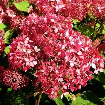 Гортензия ПИНК ПИНКЬЮШН древовидная  Гортензия ПИНК ПИНКЬЮШН древовидная в Чите
