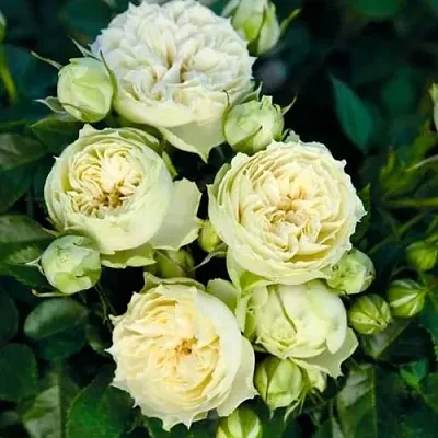 Саженцы роз БЛАНШЕТТ спрей  Саженцы роз БЛАНШЕТТ спрей в Чите