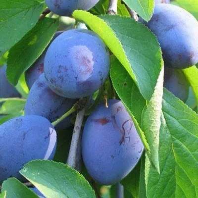 Слива ПЕРДРИГОН в Чите