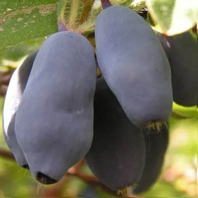 Жимолость съедобная КРУПНОПЛОДНАЯ в Чите