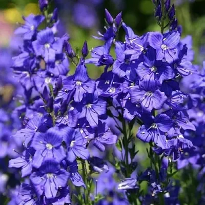 Вероника австрийская  Вероника австрийская в Чите