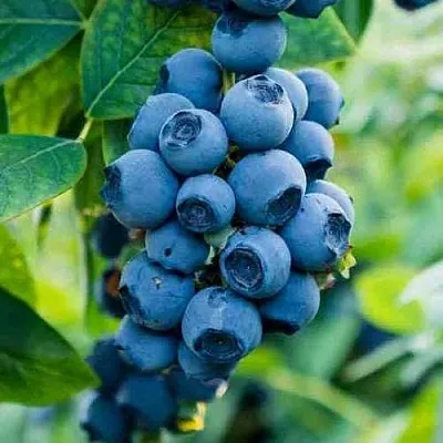 Голубика БОНИФАЦИЙ  Голубика БОНИФАЦИЙ в Чите