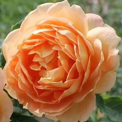 саженцы роз саженцы роз