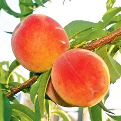 Персик ОНТАРИО  Персик ОНТАРИО в Чите