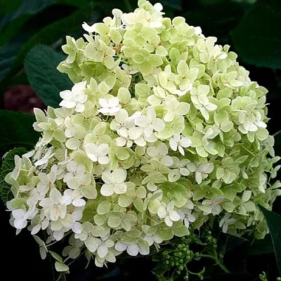 Гортензия СТЕРИЛИС древовидная   Гортензия СТЕРИЛИС древовидная  в Чите