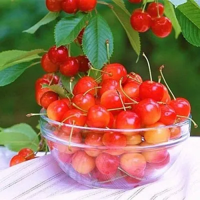 Черешня НАСЛАЖДЕНИЕ  Черешня НАСЛАЖДЕНИЕ в Чите