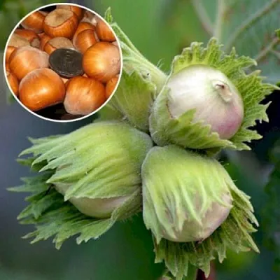 саженцы фундука