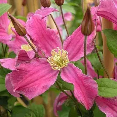 Клематис ИНСПИРЕЙШН ЗОЙН  Клематис ИНСПИРЕЙШН ЗОЙН в Чите