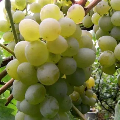 Виноград ТАЛИСМАН в Чите