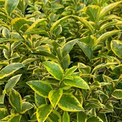 Бирючина АУРЕУМ овальнолистная  Бирючина АУРЕУМ овальнолистная в Чите