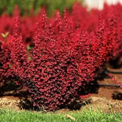 Барбарис ОРАНЖ РОКЕТ тунберга  Барбарис ОРАНЖ РОКЕТ тунберга в Чите