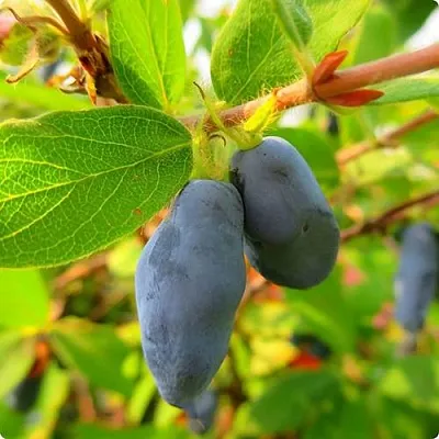 Жимолость съедобная БОРЕАЛ БЛИЗЗАРД (СЕВЕРНАЯ МЕТЕЛЬ) в Чите