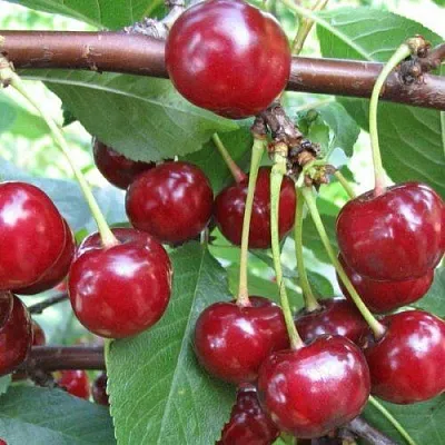 Вишня ТУРГЕНЕВКА  Вишня ТУРГЕНЕВКА в Чите