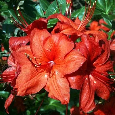 Азалия ДОЛОРОСО листопадная  Азалия ДОЛОРОСО листопадная в Чите