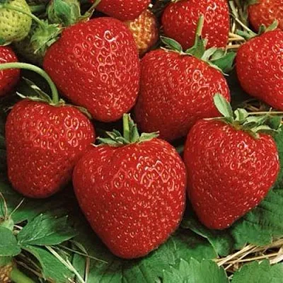 Клубника КОРОНА в Чите